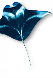 Animal Image