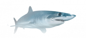 Animal Image